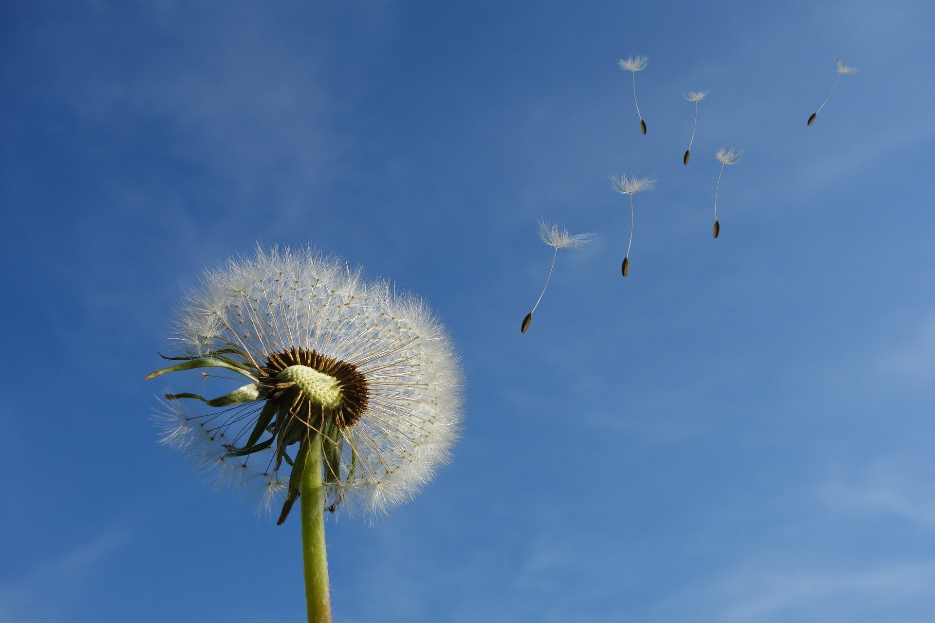 Growing the Open Source Gardens