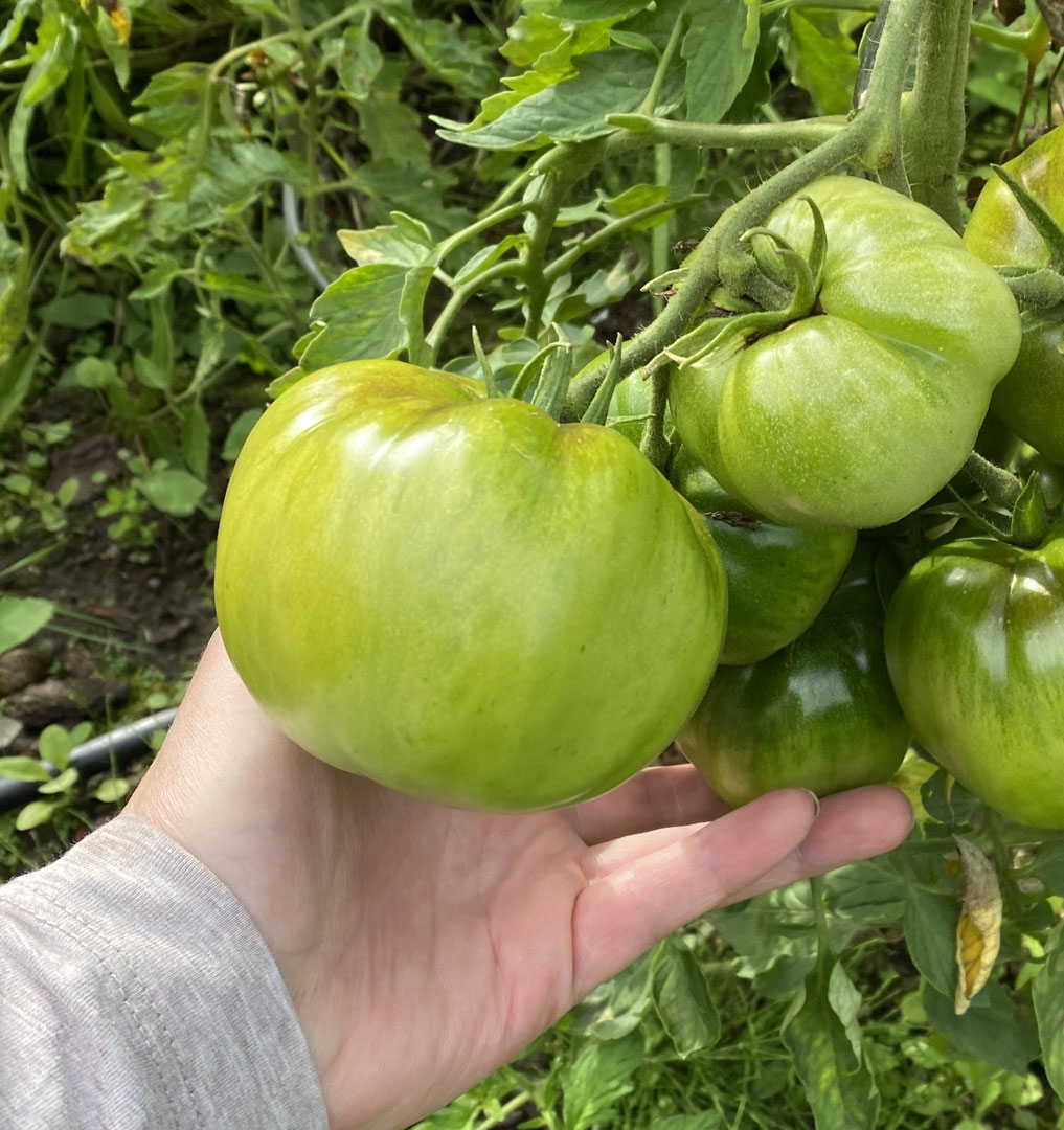 Gemeinsam Gemüse gärtnern! FOSS und Shareware-Tomaten im Topf und im Beet